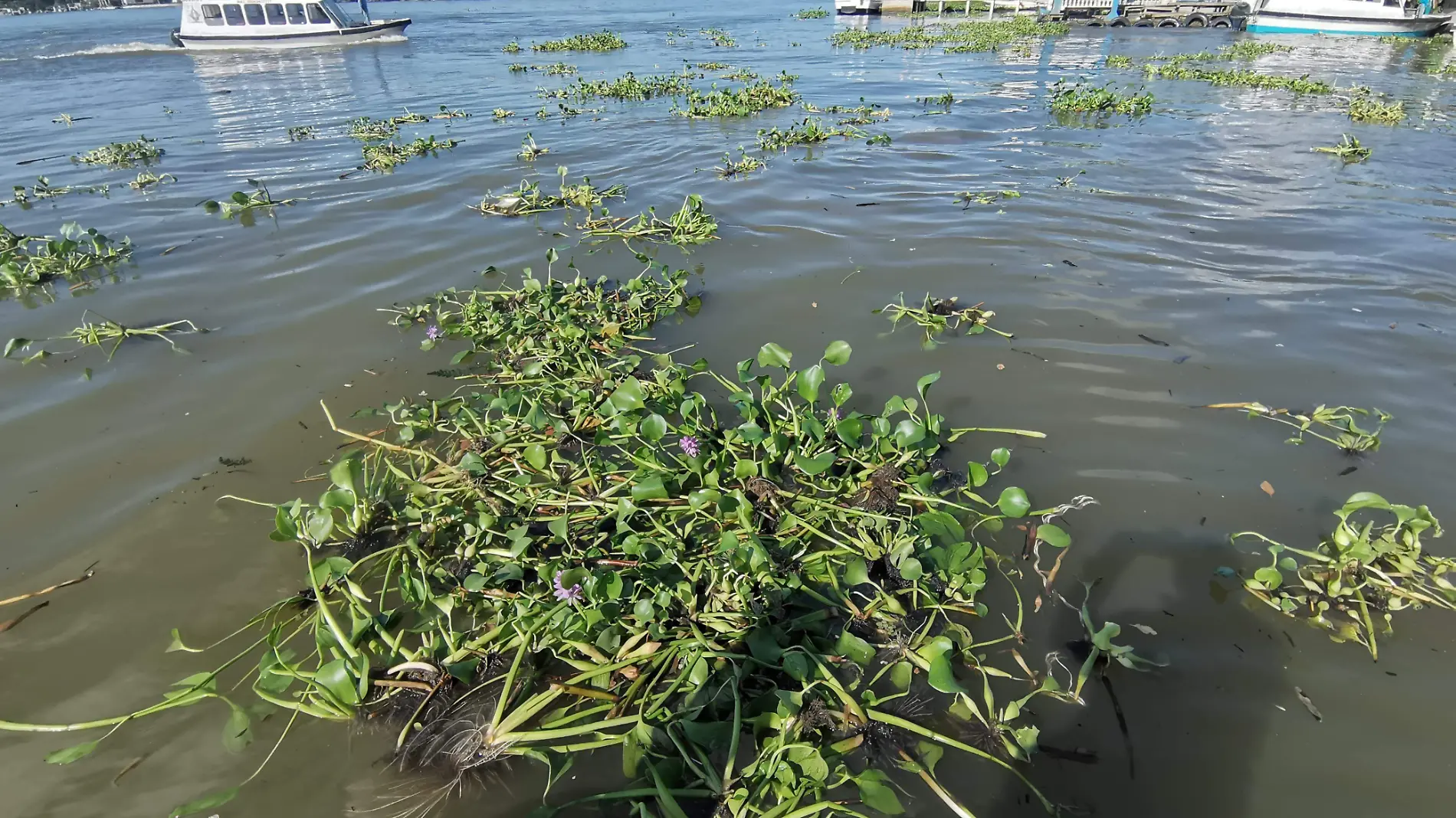 Pescadores enfrentan desafíos en sus redes; lirio acuático continúa siendo imagen del río Pánuco  